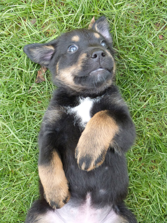 chinook dog